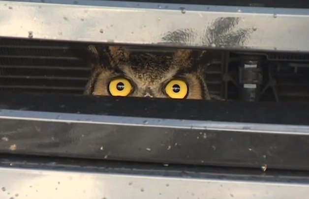 Woman Finds Live Owl Trapped Inside Grille of Her Ford