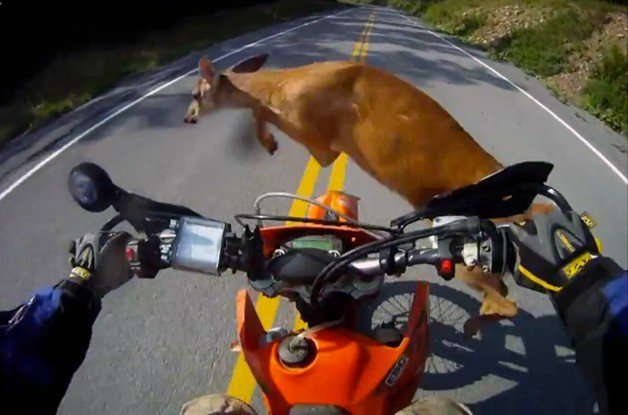 Rally Motorcyclist Hits Deer, Shrugs it off, Keeps Going