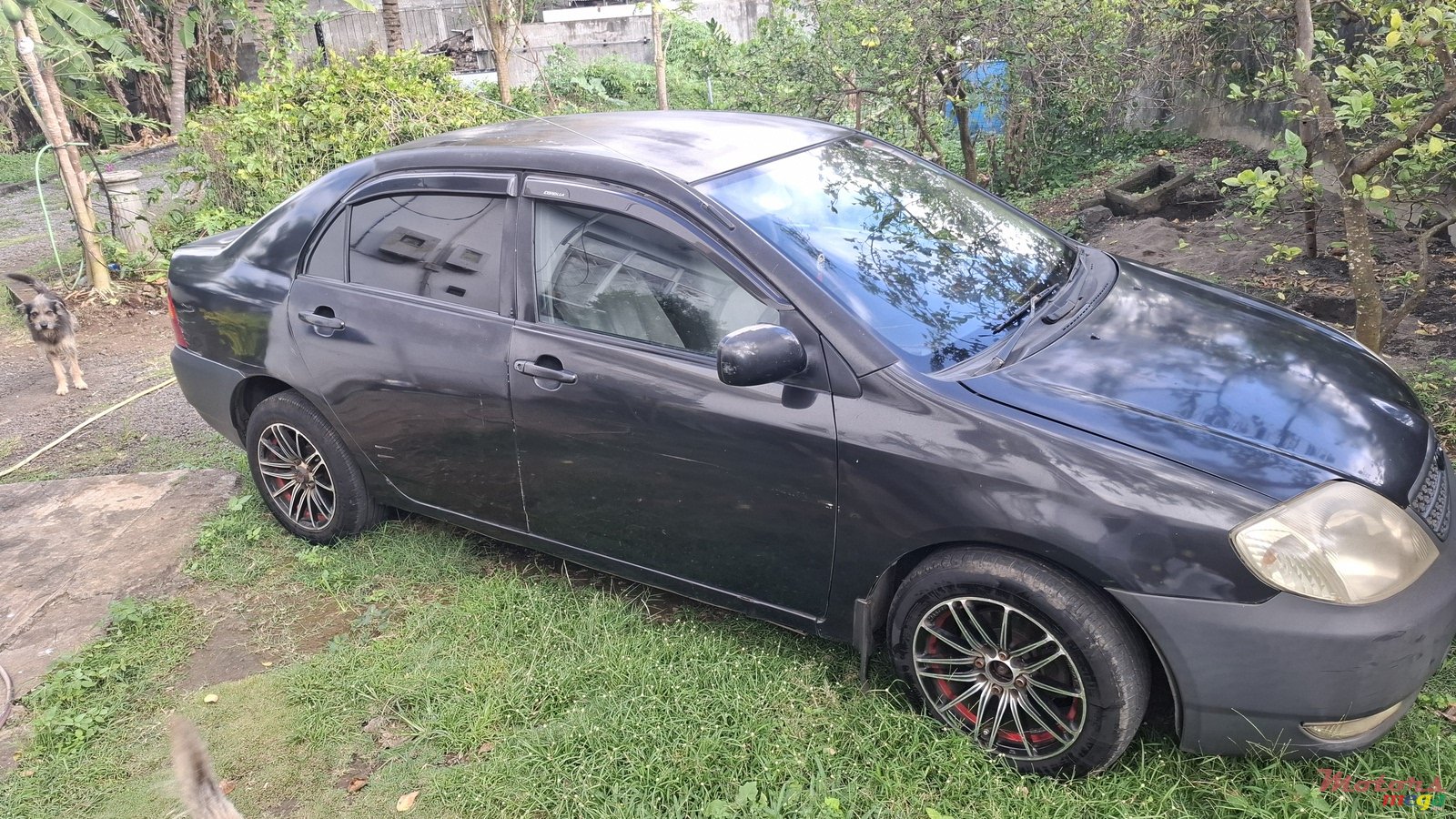 2001' Toyota Corolla photo #2