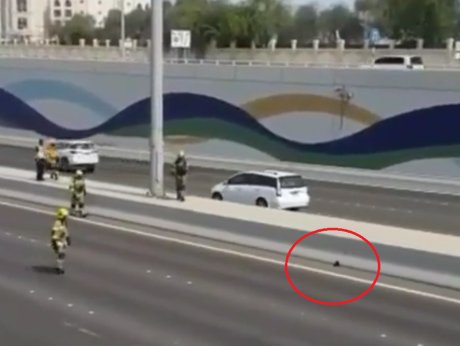 Busy freeway closed to save tiny kitten