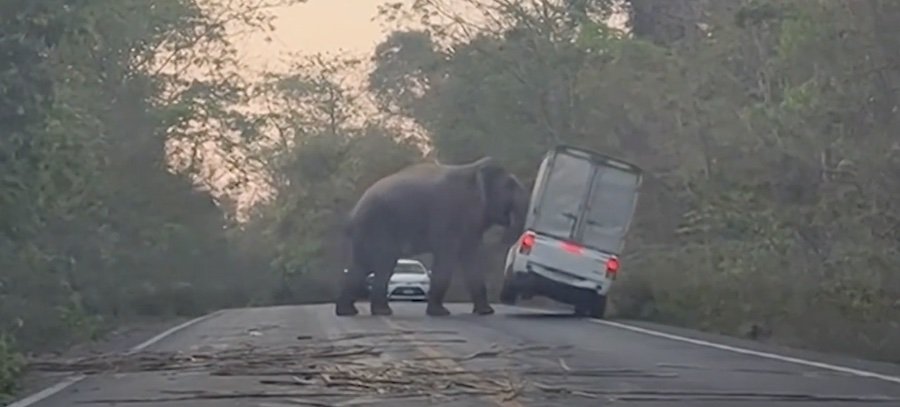 Watch An Elephant Slowly Flip A Pickup In Thailand