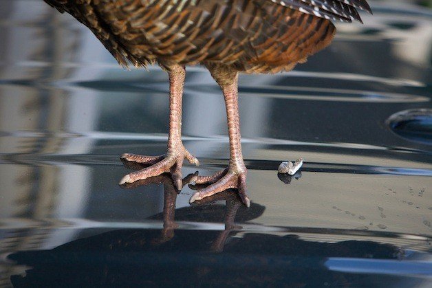 These Car Colors Attract The Most Bird Poop