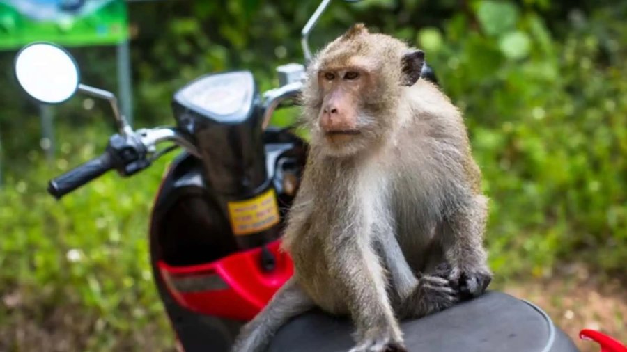 Watch a Monkey Hop Onto a Motorcyclist and Cause a Crash