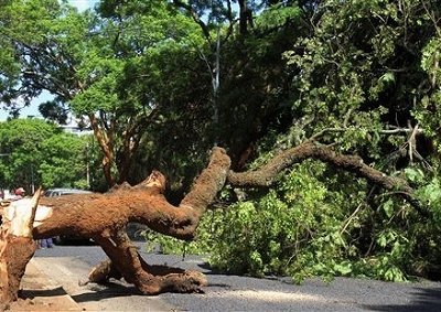 Truck Takes Out Zim's Magic Tree