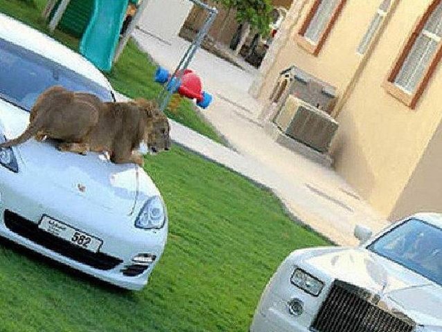 Instagram Star Humaid Albuqaish Mixes Hot Cars with Big Cats 