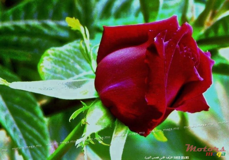 1989' Toyota Number plate "AR 24" for sale photo #1