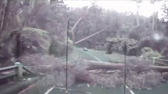 Trees Falling Like Dominos Caught on Aussie Motorist's Dashcam