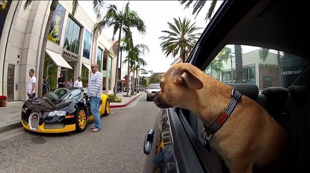 "Dogs in Cars" Will Cheer You Up