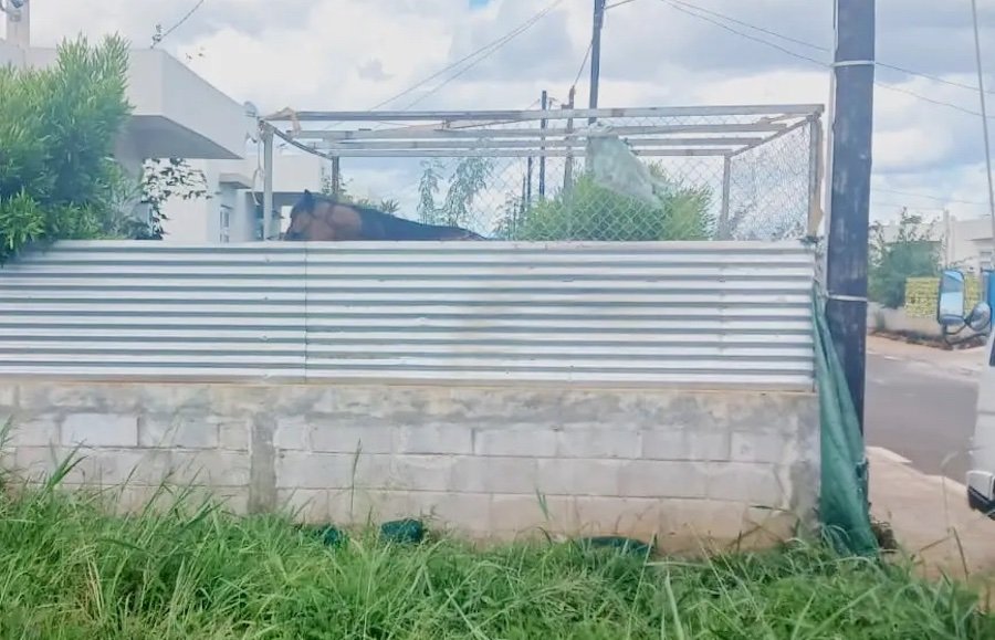 Résidence Camélia, Bambous