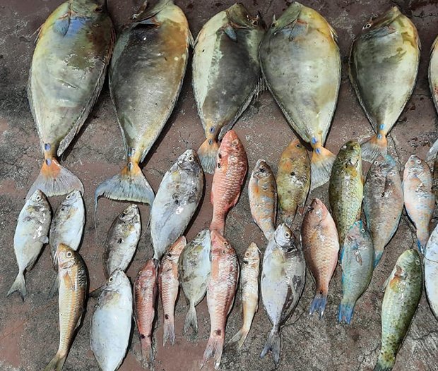 Mahébourg – Pêche frauduleuse : des poissons pêchés illégalement saisis