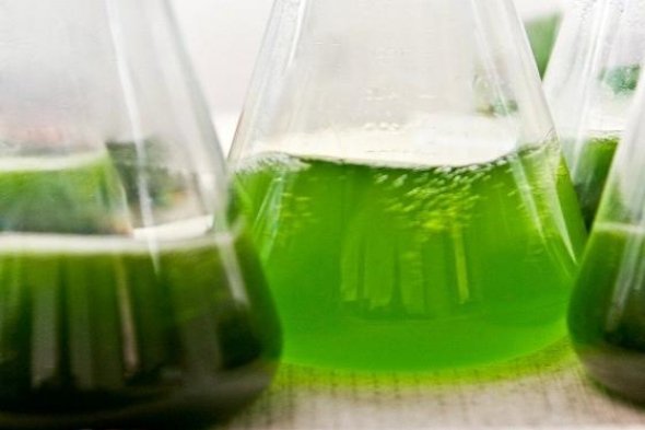 Maurice Ile Durable: Biodiesel Extract From Algae 